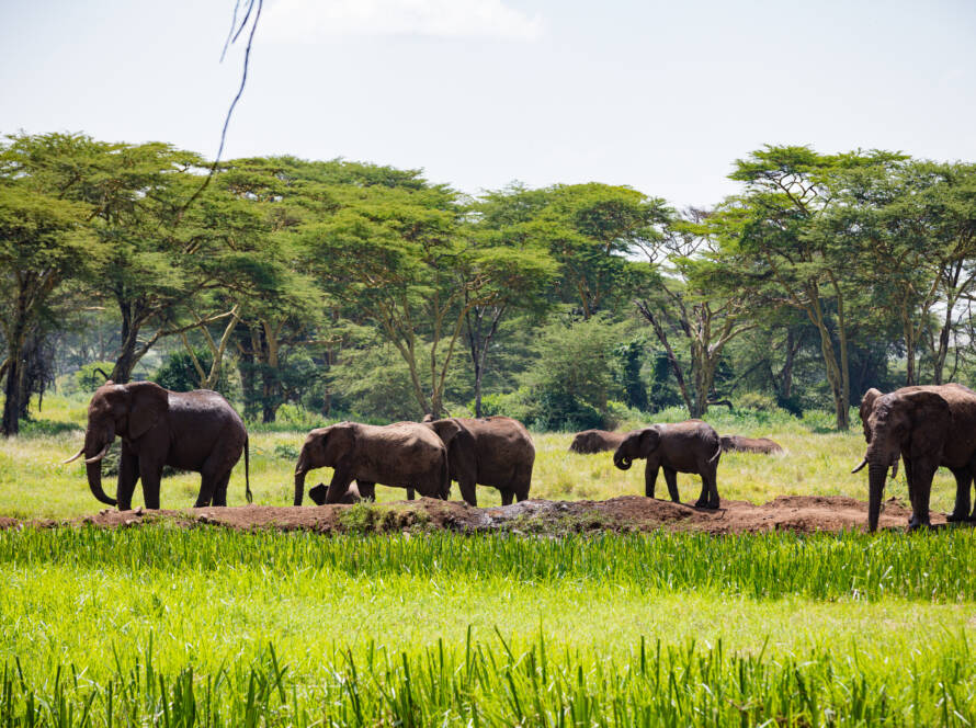 African Elephant Savannah Grassland Landscapes Wildlife wild Animal